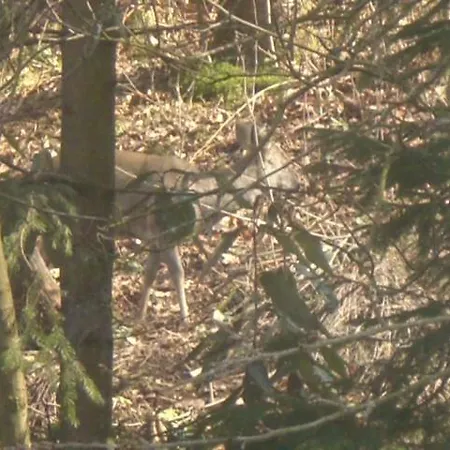 Erika's Haus In Der Sonne * Bad Grund