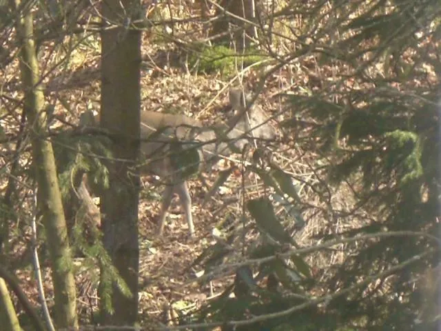 Erika's Haus In Der Sonne * Bad Grund